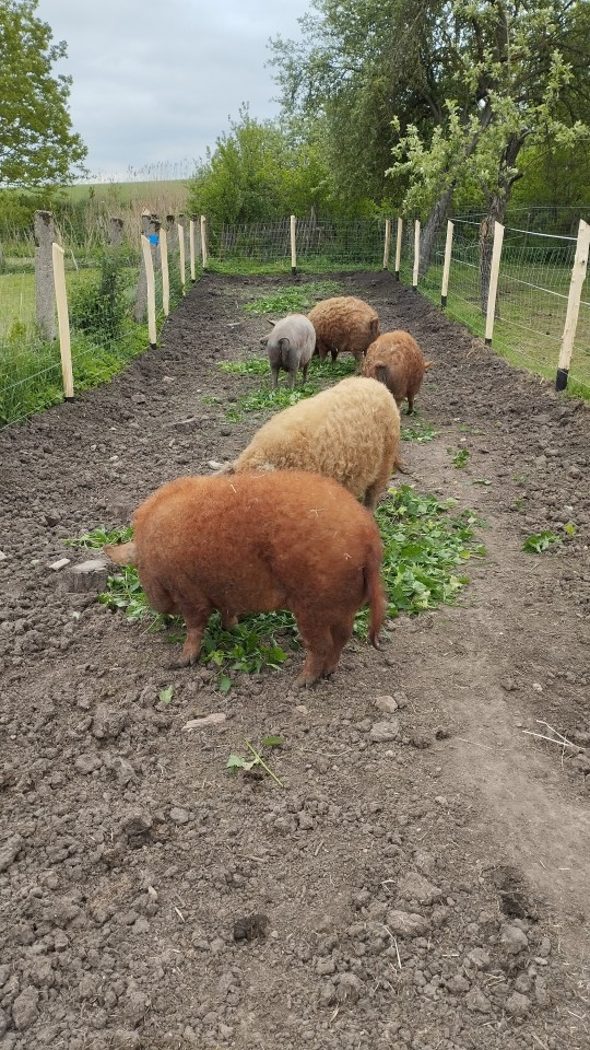 Termékértékelés - Villanypásztor zsinór - 500 m - 130 kg - 0,4 Ω/m - agroelectro.hu